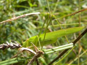 Gemeine Sichelschrecke (Phaneroptera falcata)