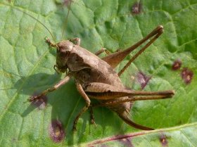 Gemeine Strauchschrecke (Pholidoptera griseoaptera), Weibchen