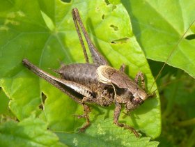 Gemeine Strauchschrecke (Pholidoptera griseoaptera), Männchen