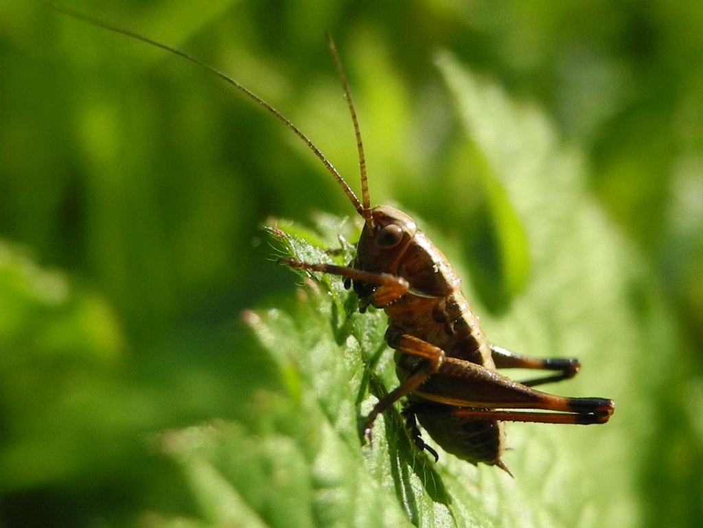 pholidoptera_griseoaptera_larve_1024.jpg