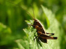 Larve der Gemeinen Strauchschrecke (Pholidoptera griseoaptera)