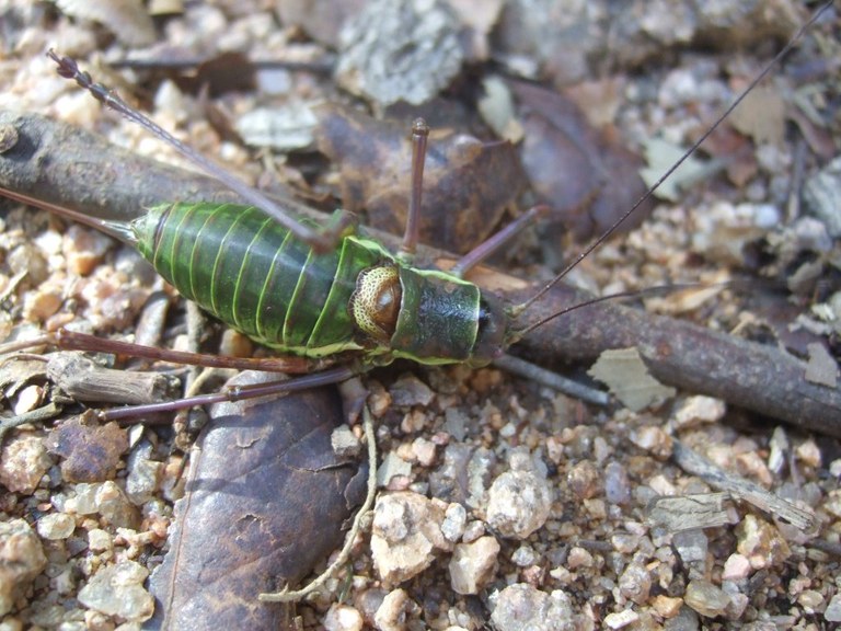 polysarcus_denticauda_1024.jpg