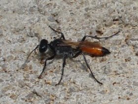 sphex_funerarius_280.jpg