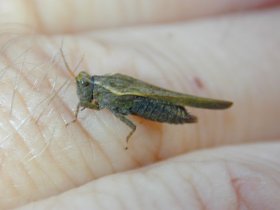 Dornschrecke (Tetrix sp.)