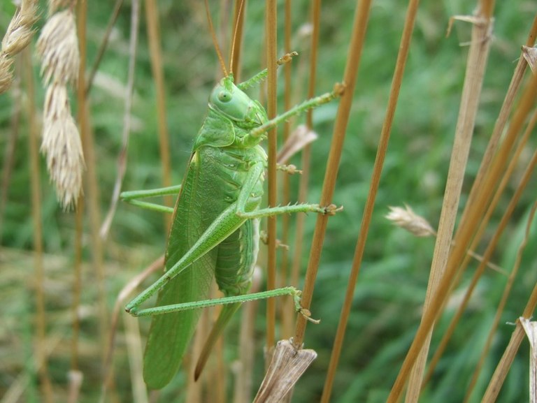 tettigonia_viridissima1_1024.jpg