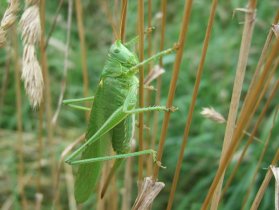 Grünes Heupferd, Weibchen (Tettigonia viridissima)