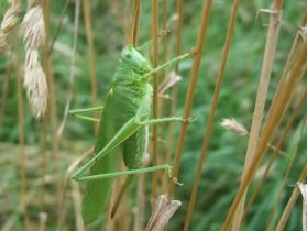 tettigonia_viridissima1_280.jpg