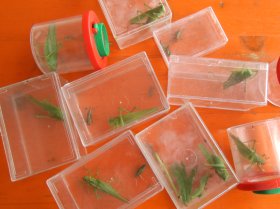 tettigonia_viridissima2_280.jpg