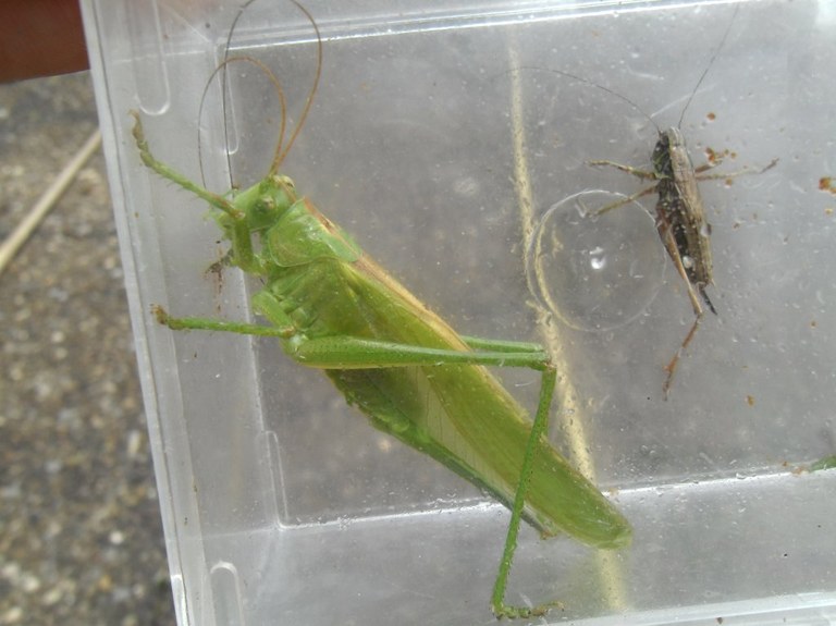 tettigonia_viridissima3_1024.jpg