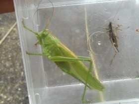 tettigonia_viridissima3_280.jpg