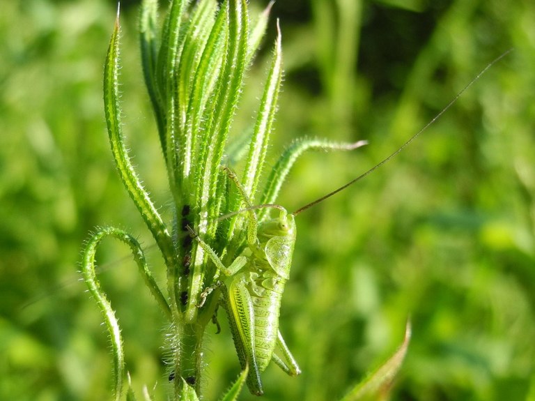 tettigonia_viridissima_larve4_1024.jpg