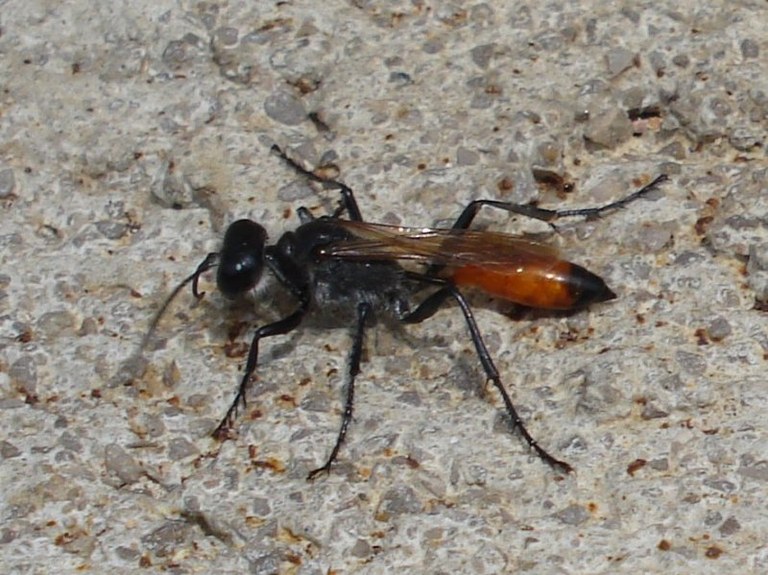 sphex_funerarius_800.jpg