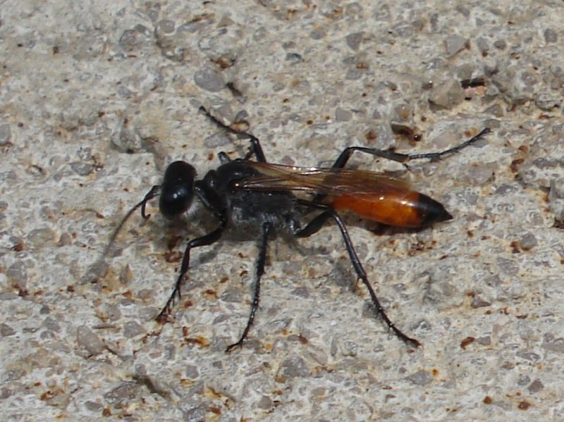 sphex_funerarius_800.jpg