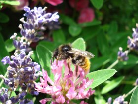 Feld-Schmarotzerhummel