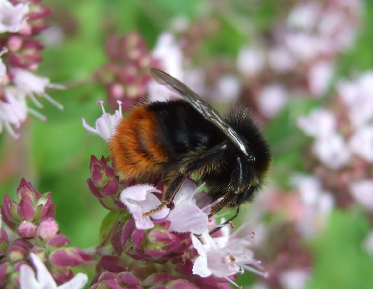 bombus_lapidarius2.jpg