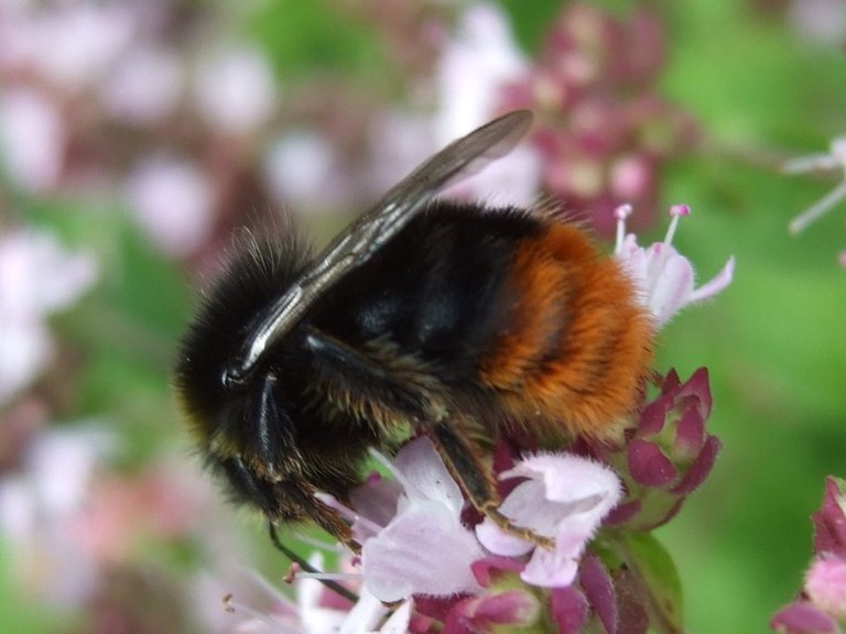 bombus_lapidarius2_1024.jpg