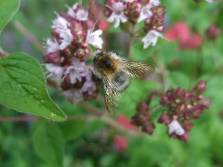 bombus_pascuorum.jpg