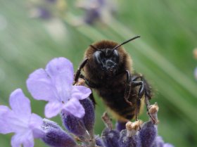 Ackerhummel Bombus pascuorum