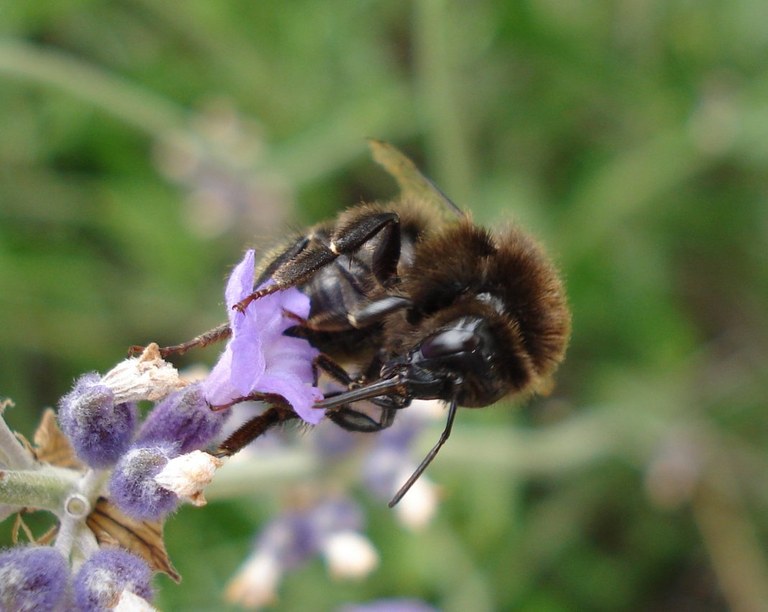 bombus_sp1_1024.jpg