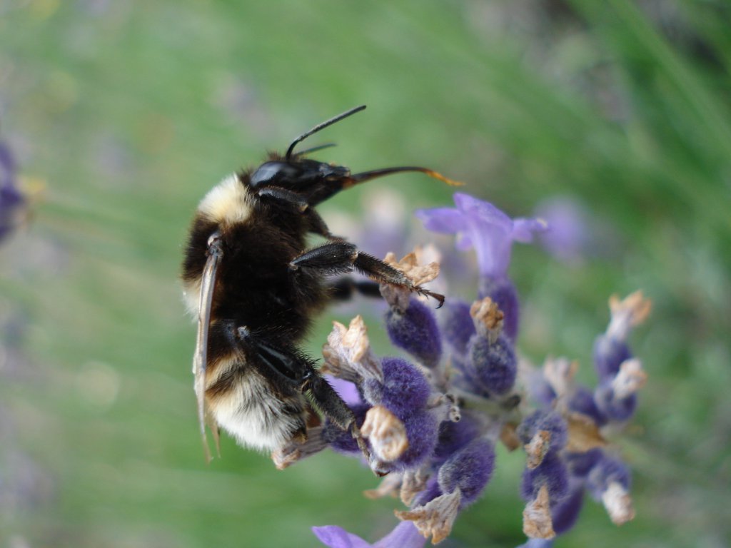 bombus_sp_1024.jpg