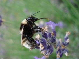 bombus_sp_280.jpg