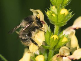 Die Bunthummel (Bombus sylvarum)