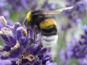 Erdhummel Bombus terrestris