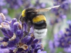 bombus_terrestris13_280.jpg