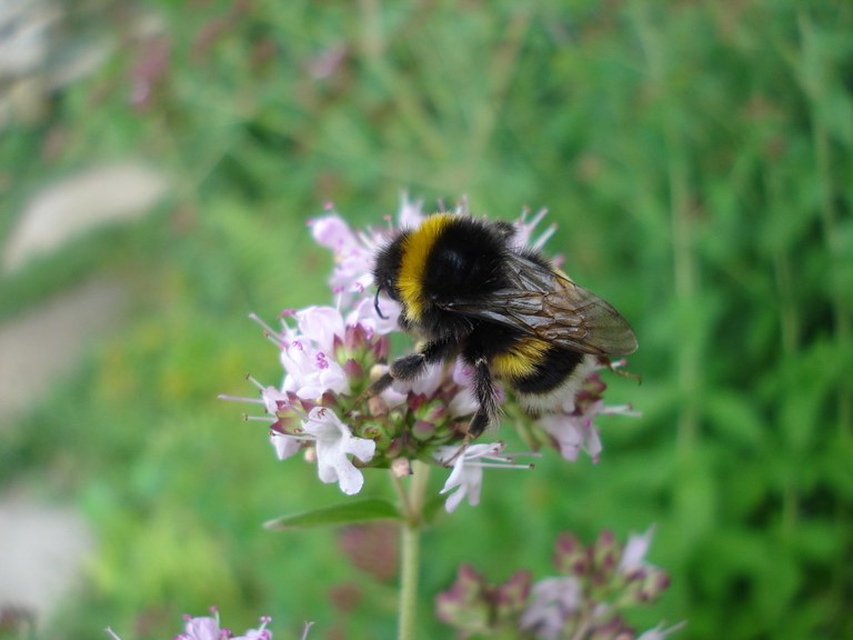 bombus_terrestris3.JPG