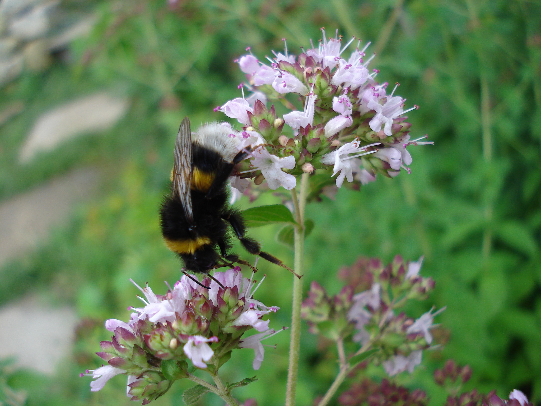 bombus_terrestris4.JPG