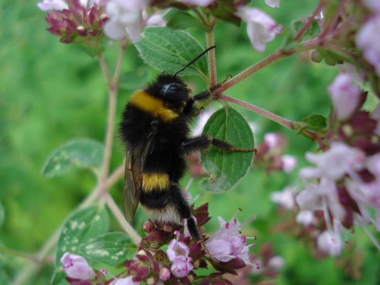 bombus_terrestris5.JPG