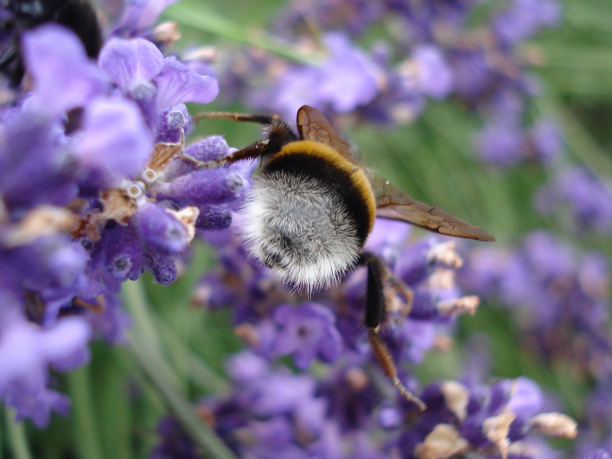 bombus_terrestris6.JPG