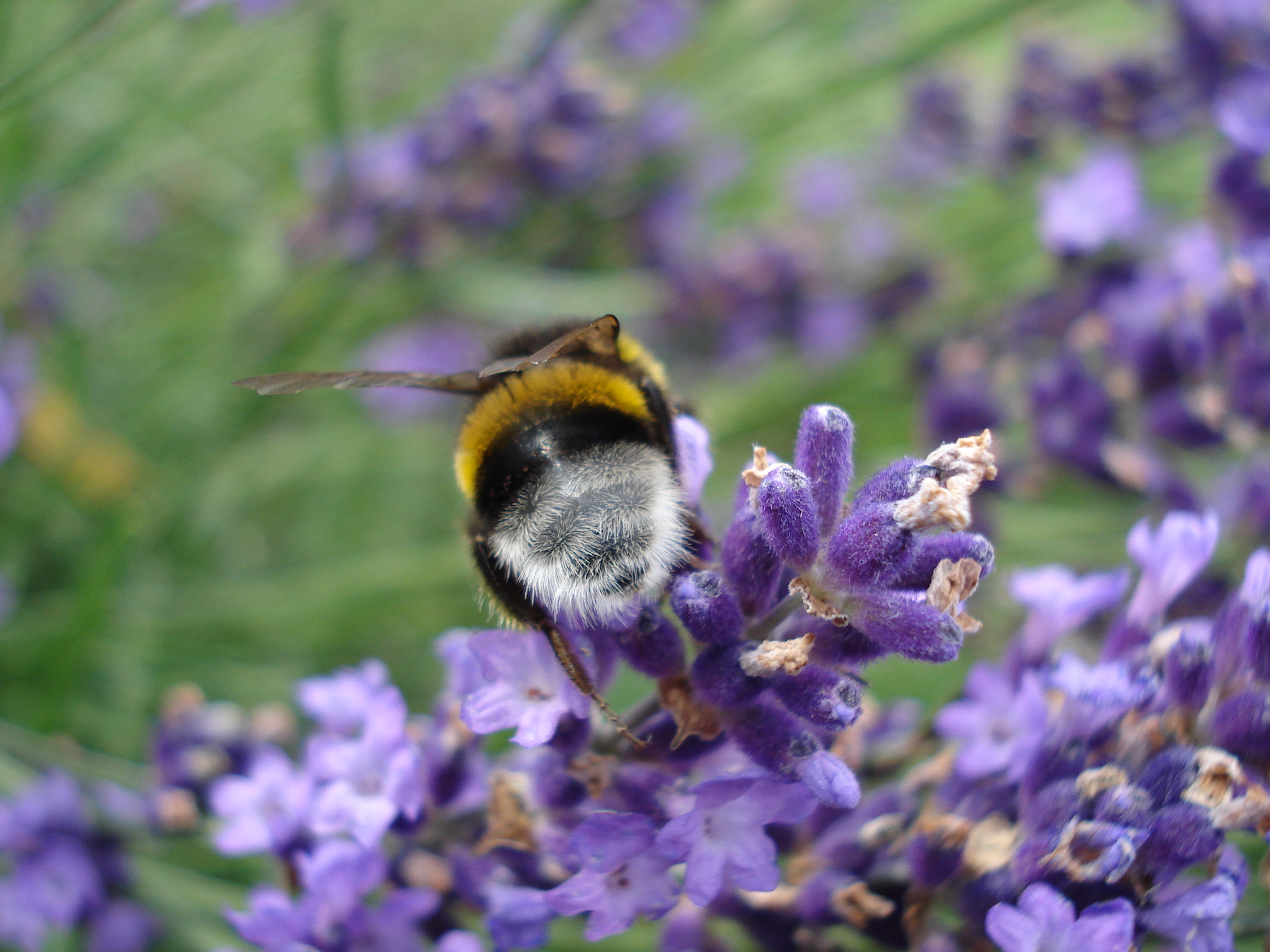 bombus_terrestris7.JPG