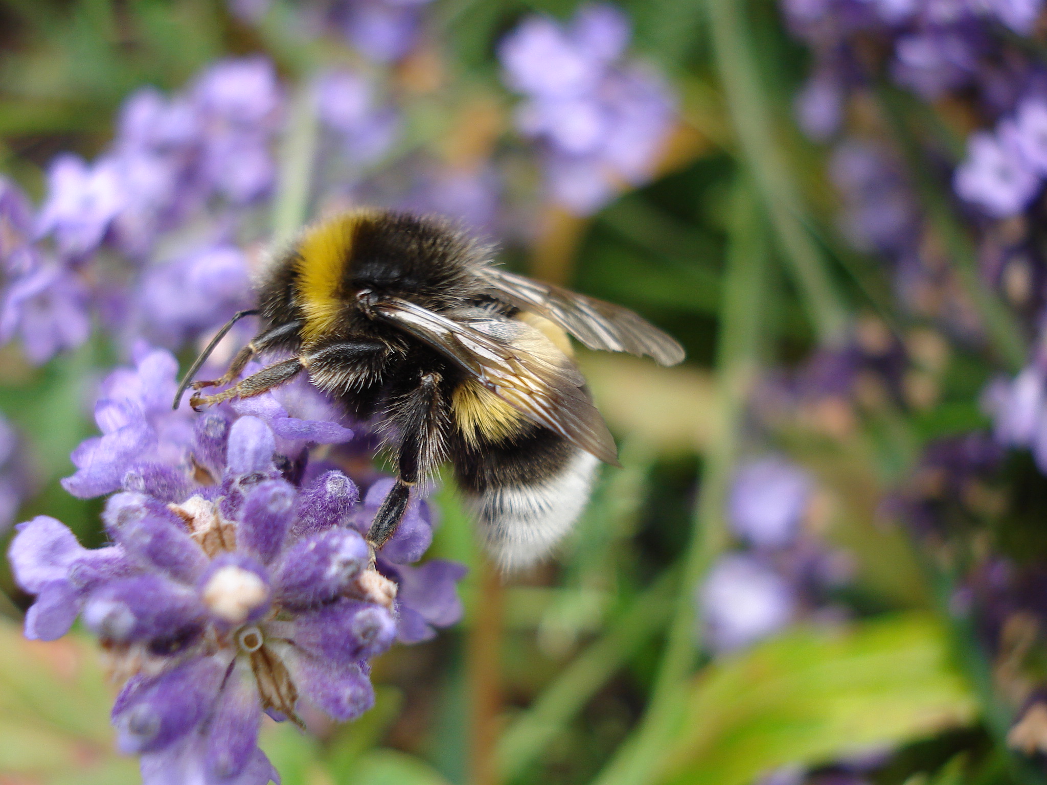 bombus_terrestris8.JPG