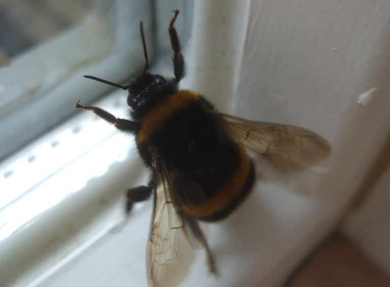 bombus_terrestris_koenigin1.jpg