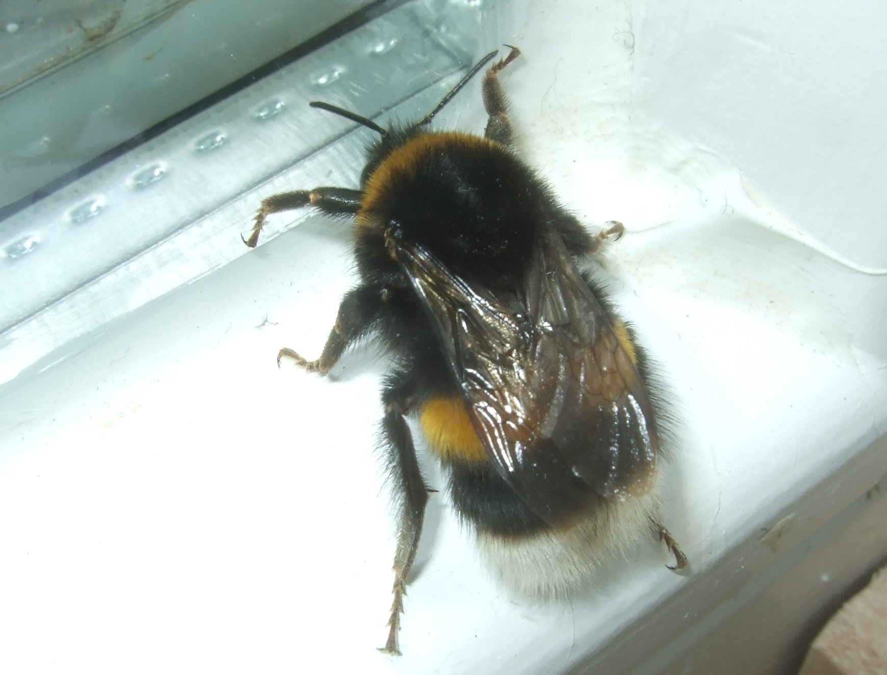 bombus_terrestris_koenigin2.jpg