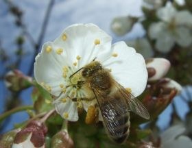 apis_mellifera_280.jpg