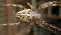 spinne.jpg