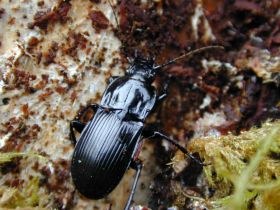 abax_ater1_280.jpg