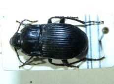 abax_ovalis0_230.jpg