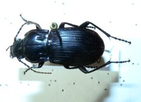 abax_parallelepipedus0_280.jpg