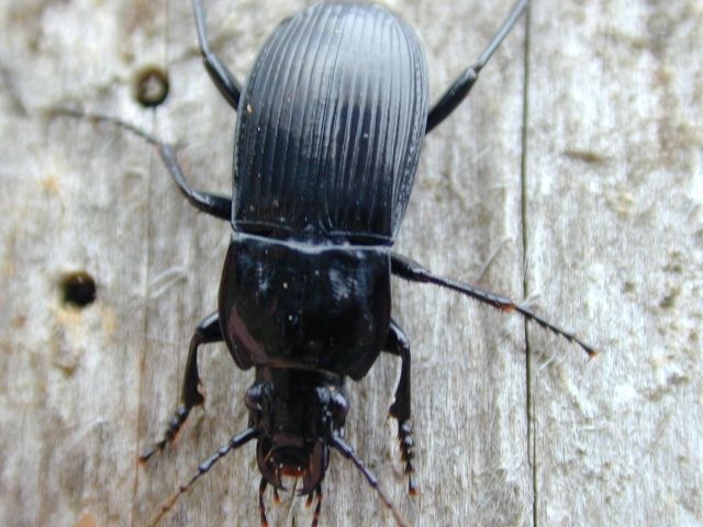 abax_parallelepipedus2.jpg