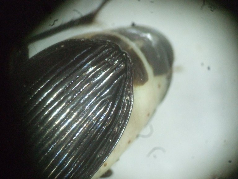 abax_parallelepipedus_abdomen2_1024.jpg