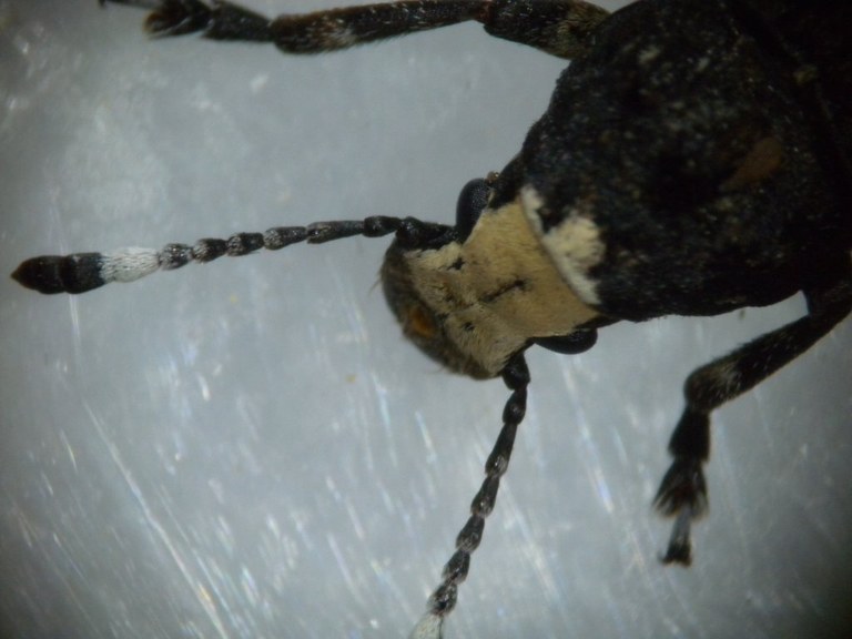 anthribus_albinus1_1024.jpg