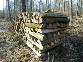 Unter der Rinde von Brennholz findet man auch im Winter Insekten.