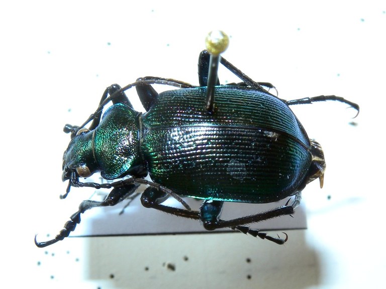 calosoma_inquisitor_1024.jpg
