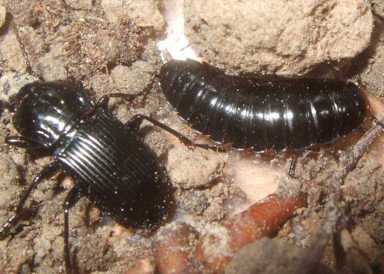 carabidae_imago_larve_1024.jpg