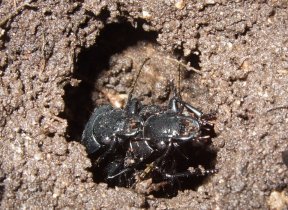 Breitkäfer (Abax), ein Laufkäfer