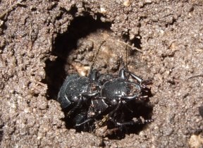 carabidae_ueberwinterung_280.jpg