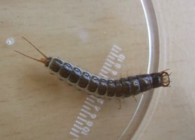 carabidenlarve_280.jpg